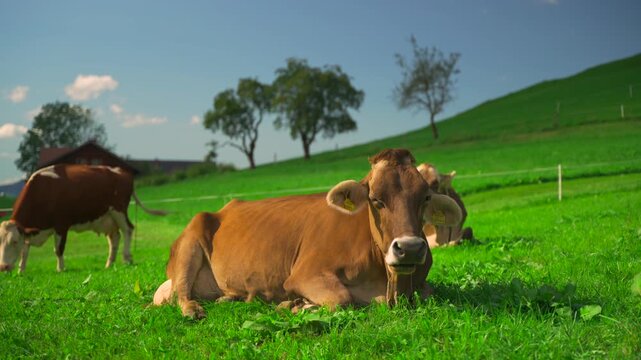 Brown Swiss cow lying on a lush green Alpine meadow in summer. Pastoral scenery with grazing cattle on mountain pastures in Bavaria, Germany. Concept of organic dairy farming.
