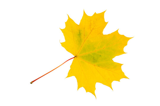 Lemon yellow maple leaf with green heart and diagonal stem, autumn foliage on transparent background PNG