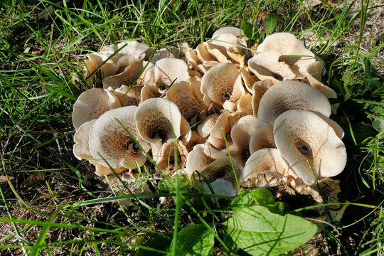 Tiger Sawgill (Lentinus tigrinus) growing on a rotten tree stump in an orchard

