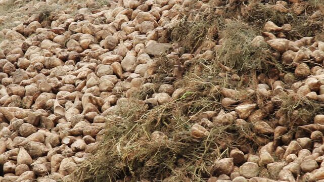 Huge pile sugar beets stockpile. Camera pan raw root vegetables heap harvest.