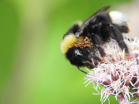 Bumblebee carrying numerous phoretic mites while feeding on flower