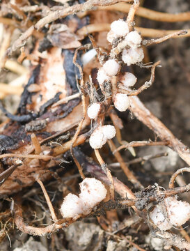 Close-up of nitrogen-fixing nodules on the roots of the broad bean