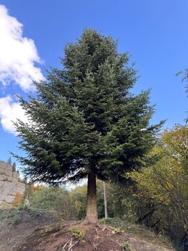 A large spruce tree growing in a forest on a sunny day in the countryside. The conifer stands alone in a field.