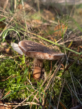 mushroom in the grass