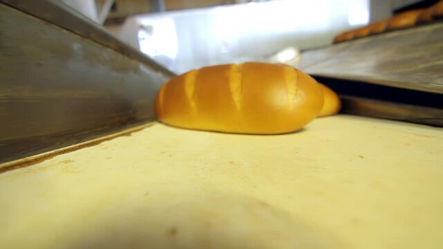 Conveyor belt golden loaf closeup. Industrial bakery baked bread production.