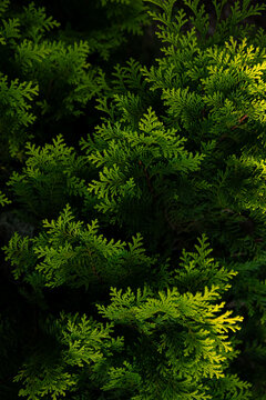 Closeup of Vibrant Green Cypress Tree Leaves and Branchlets