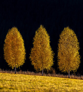 Three Birch Trees Glowing in Warm Autumn Sunset Light.
