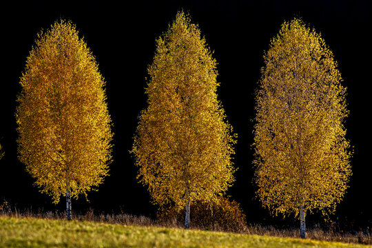 Three Birch Trees Glowing in Warm Autumn Sunset Light.
