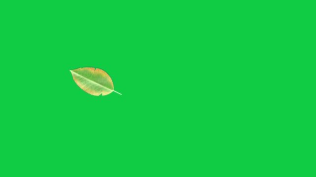 Transparent canvas appearing sending leaf drifting and spinning toward lower-left exiting frame
