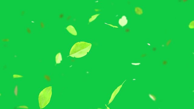 On frame 1, green leaf shapes drifting, clustering on transparent field, showing dispersion