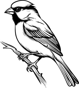 Sparrow Tattoo Style Line Art Illustration on White Background