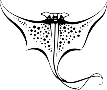 Abstract Stingray Tattoo in Black Line Style, White Background