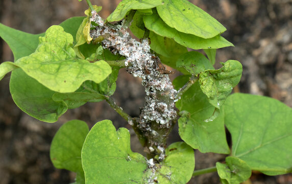 A flame tree branch infested with cottony cushion scale insects, characterized by ribbed white egg sacs on the stem. They suck plant sap, weakening the host and producing sticky honeydew.