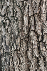 A detailed close up of the rough, heavily fissured bark texture on an old and dead Delonix regia flame tree trunk, showing deep vertical ridges and a weathered grey brown wood surface. © cilicia