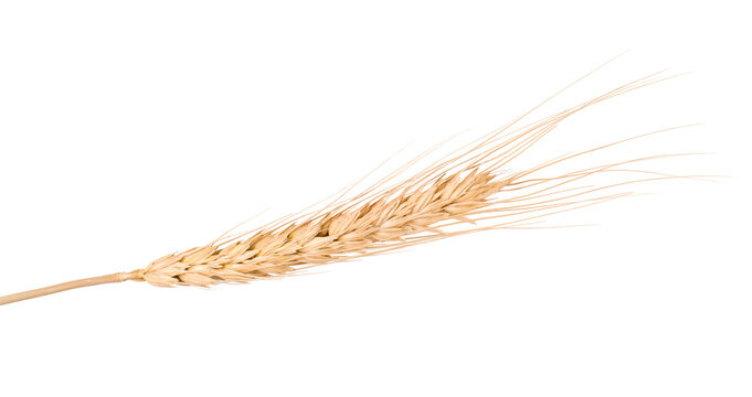 One golden wheat spike isolated on white