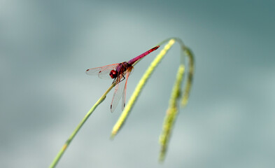 A macro view of a vibrant crimson marsh glider dragonfly perched on a thin grass stem, displaying its striking reddish pink body and intricate translucent wings against a blurry background. © cilicia