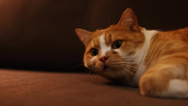 Orange and white cat rests on a brown sofa before opening its mouth in a wide yawn