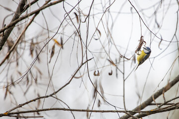 A wild blue tit on a willow branch searches for insects in the autumn. © Natalia
