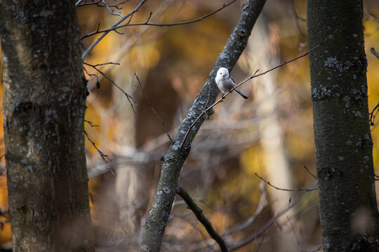 A wild, cute, fluffy white long-tailed tit sits on a tree branch in a forest or park. Natural landscape.