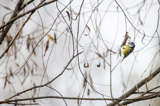 A wild blue tit on a willow branch searches for insects in the autumn.