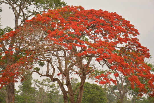 Gulmohar Tree