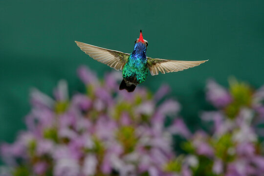 Broad-billed hummingbird in flight over flowers