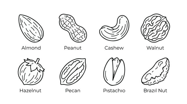 Edible Nuts and Seeds Vector Line Icon Set, Almond Walnut Hazelnut Peanut Cashew Pecan and Pistachio, Black Outline Art
