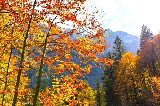 Colorful yellow and orange beech tree foliage in front of mountain in Tamar, Gorenjska, Slovenia