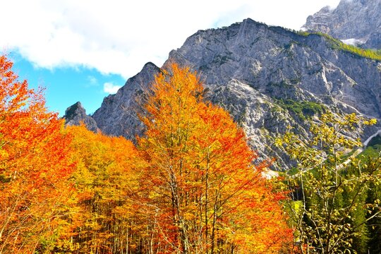 Orange colored beech tree in autumn bellow the mountain in Tamar, Gorenjska, Slovenia
