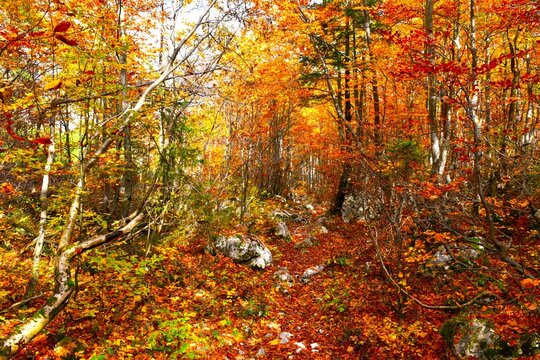 Hiking trail in an autumn orange and yellow colored broadleaf, deciduous forest
