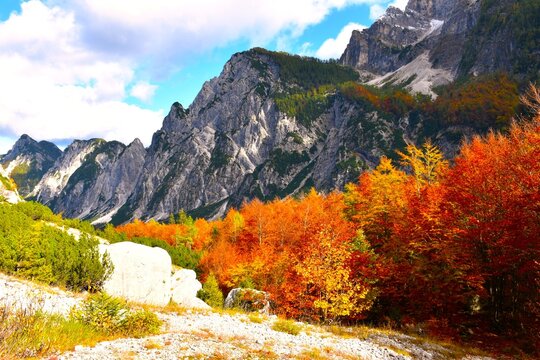 Orange colored beech deciduous, broadleaf forest bellow Slemenova &Scaron;pica mountain In Tamar valley, Julian alps, Gorenjska, Slovenia