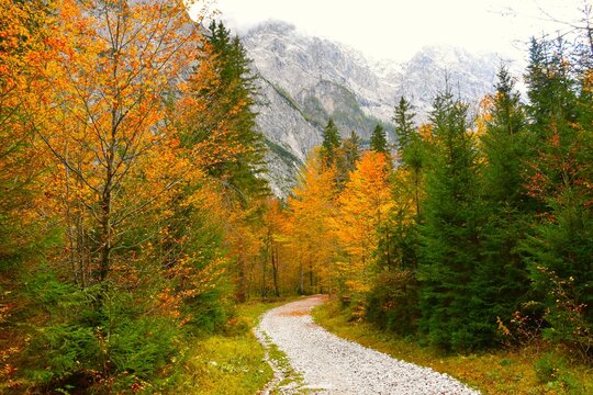 Hiking trail next to conifer and orange colored broadleaf beech trees belloww the mountains in Tamar, Julian alps, Gorenjska, Slovenia