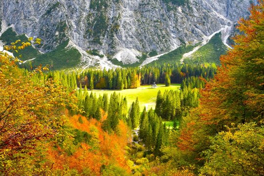View of a meadow in Tamar with cpmofer spruce forest at the edge and a autumn orange colored broadleaf forest in Gorenjska, Slovenia