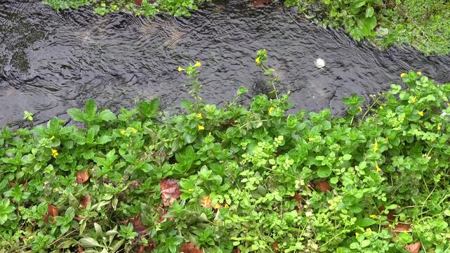 Gelbe Gauklerblume (Mimulus guttatus) an einem Bach, Soest, Nordrhein-Westfalen, Deutschland