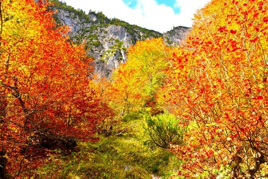 Red and yellow colored autumn broadleaf, deciduous trees bellow a precipice in Tamar in Julian alps, Gorenjska, Slovenia