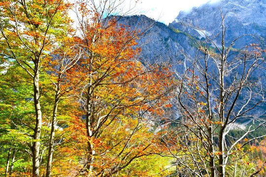 Orange and yellow deciduous, broadleaf beech tree foliage with mountain precipice in Tamar, Gorenjska, Slovenia