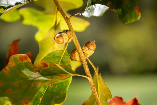Close-up of acorns on a white oak tree branch in autumn.  Fall nature background.