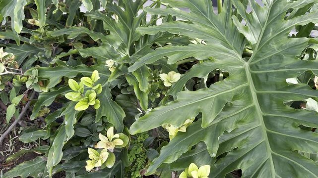 A tree philodendron, Thaumatophyllum bipinnatifidum, formerly Philodendron selloum, with large, deeply lobed, glossy green leaves, bright yellow-green new growth and smaller plants around it.