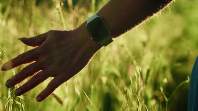 Close up of hand touching tall green grass in sunlight, summer meadow on Corfu, Greece, shallow depth of field