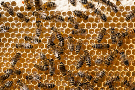 Flower pollen, nectar and honey in comb.