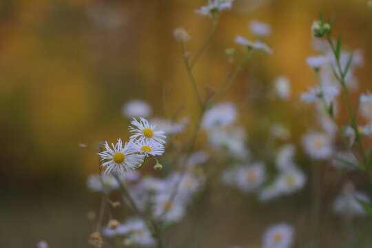 fiori di erigeron al tramonto in autunno