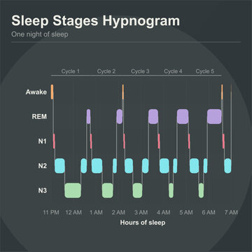 Sleep cycle stages chart for nutrition education