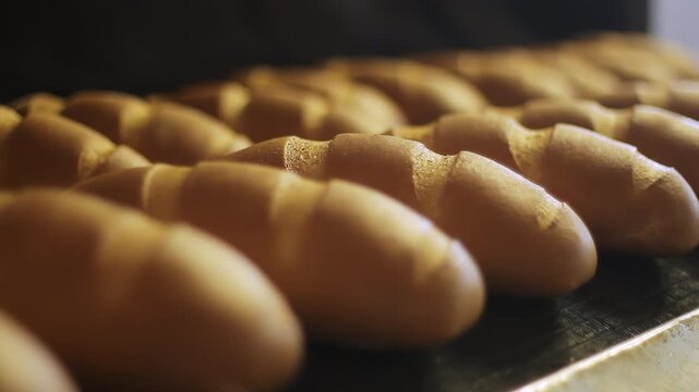 Bread rolls rows baking tray bakery factory. Close up buns production line.
