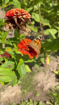 Close-up of a white butterfly pollinating a vibrant magenta zinnia flower in a sunny garden. Nature, pollination, ecology, and wildlife.
