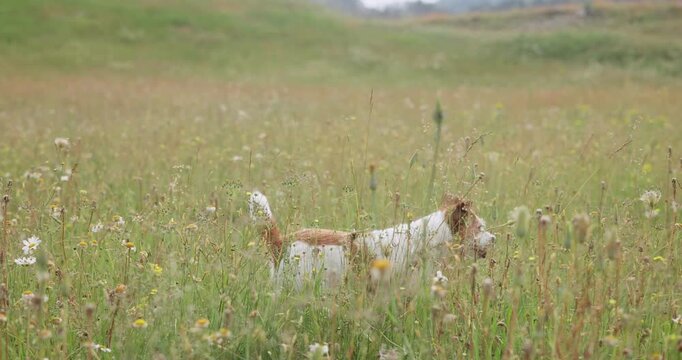 Jack Russell Terrier dog moves through a wide field filled with green grass and wildflowers. The small pet enjoys an outdoor adventure surrounded by peaceful summer nature.