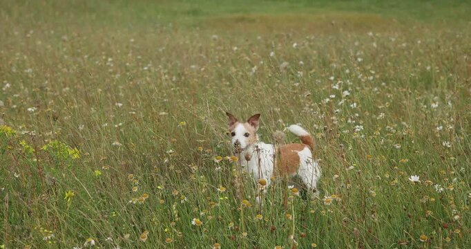 Jack Russell Terrier dog stands among blooming wildflowers and tall green grass. The small pet enjoys a peaceful summer adventure in a natural countryside landscape.