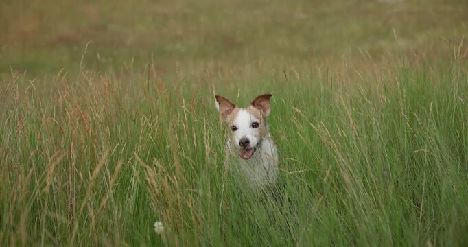 Jack Russell Terrier dog stands in a lush green meadow surrounded by wildflowers. The small pet looks forward while exploring a peaceful summer field outdoors.