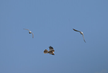 Marsh Harrier in full flight © Jabviz