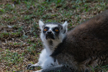 ring tailed lemur sitting on the ground © AlexTow