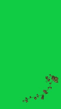 Vertical video: frame4 reveal starting vine extending along corner on transparent bg, forming motif